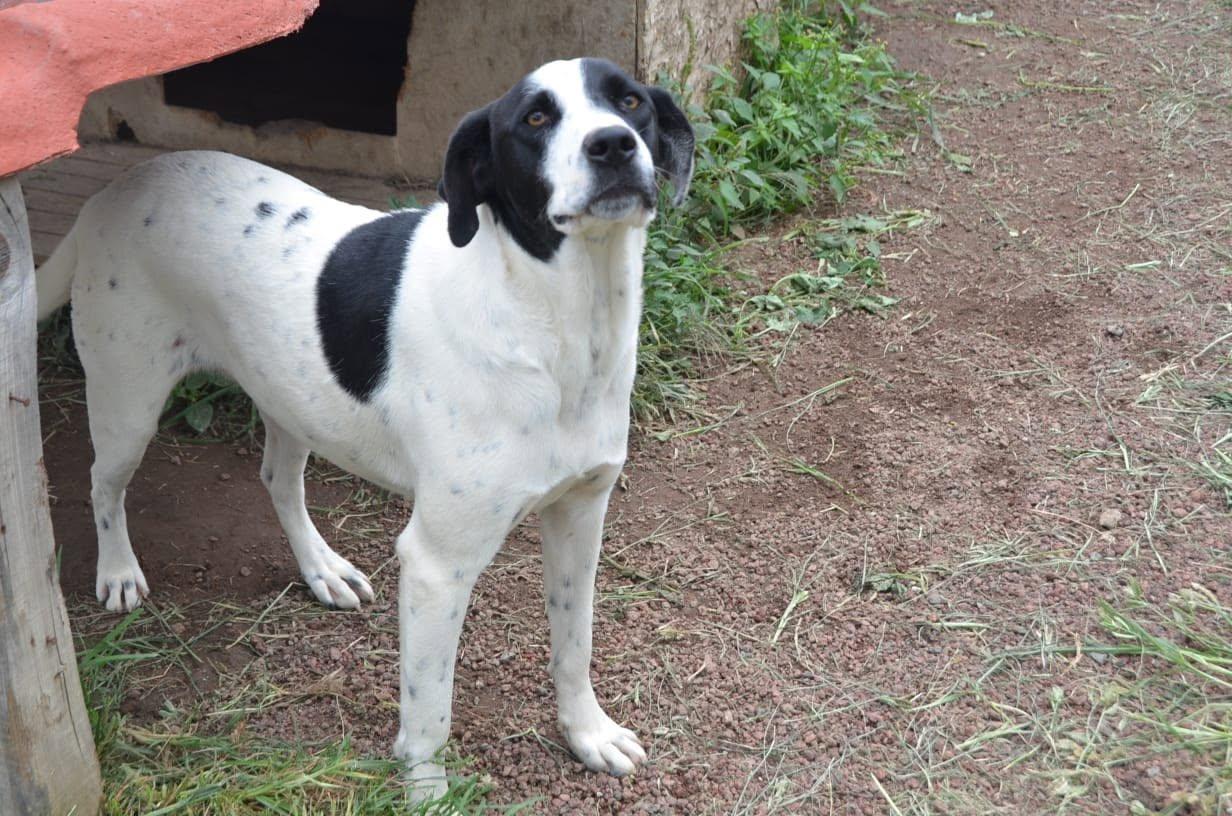 Enlarge Rocco, a Adoptable Mixed Breed in Mississauga, ON image 2/2