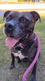 Enlarge Cookie, a Adoptable Mixed Breed in Manitowoc, WI image 1/1