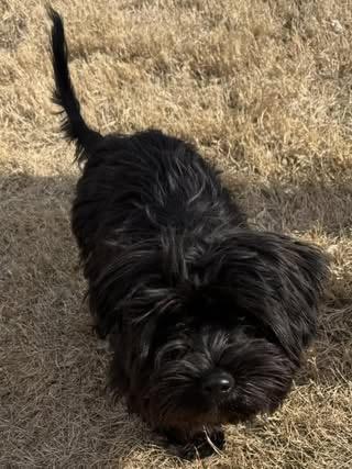 Enlarge Nutmeg, a Adoptable mixed breed in Quakertown , PA image 5/5