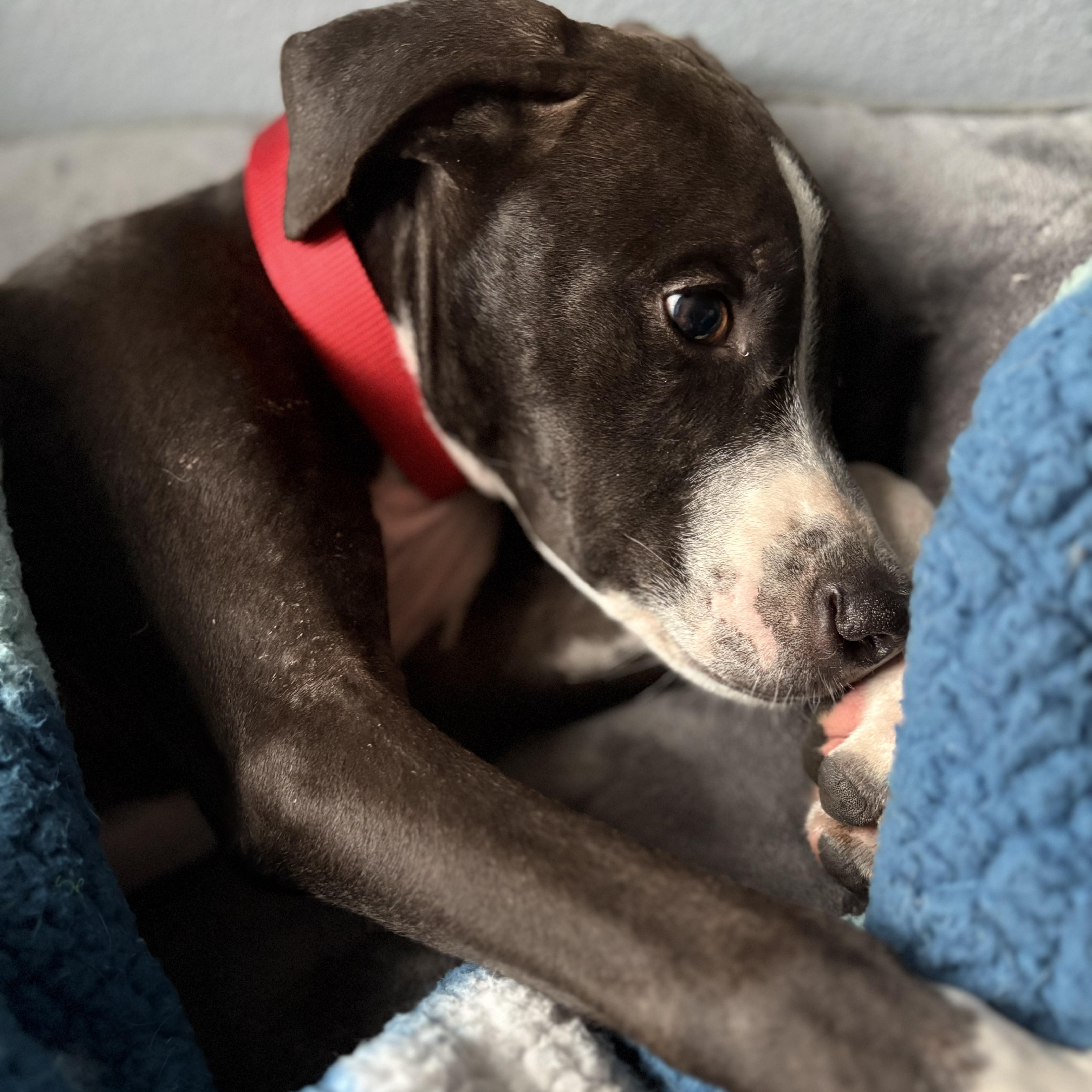 Enlarge Bob Barker, a Adoptable mixed breed in Georgetown, TX image 2/6