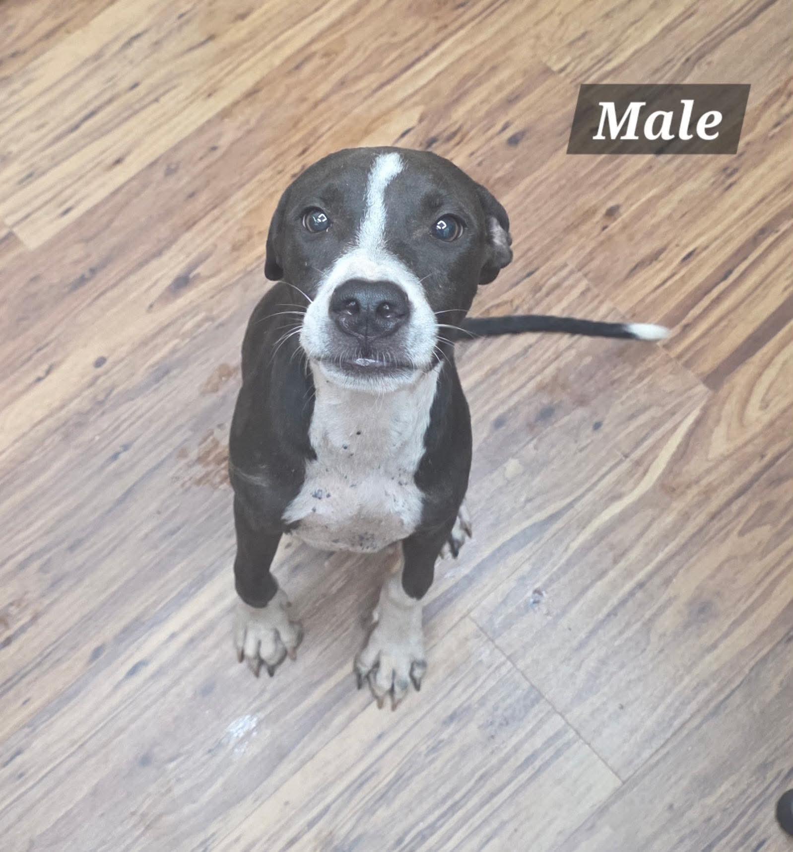 Enlarge Bob Barker, a Adoptable mixed breed in Georgetown, TX image 6/6