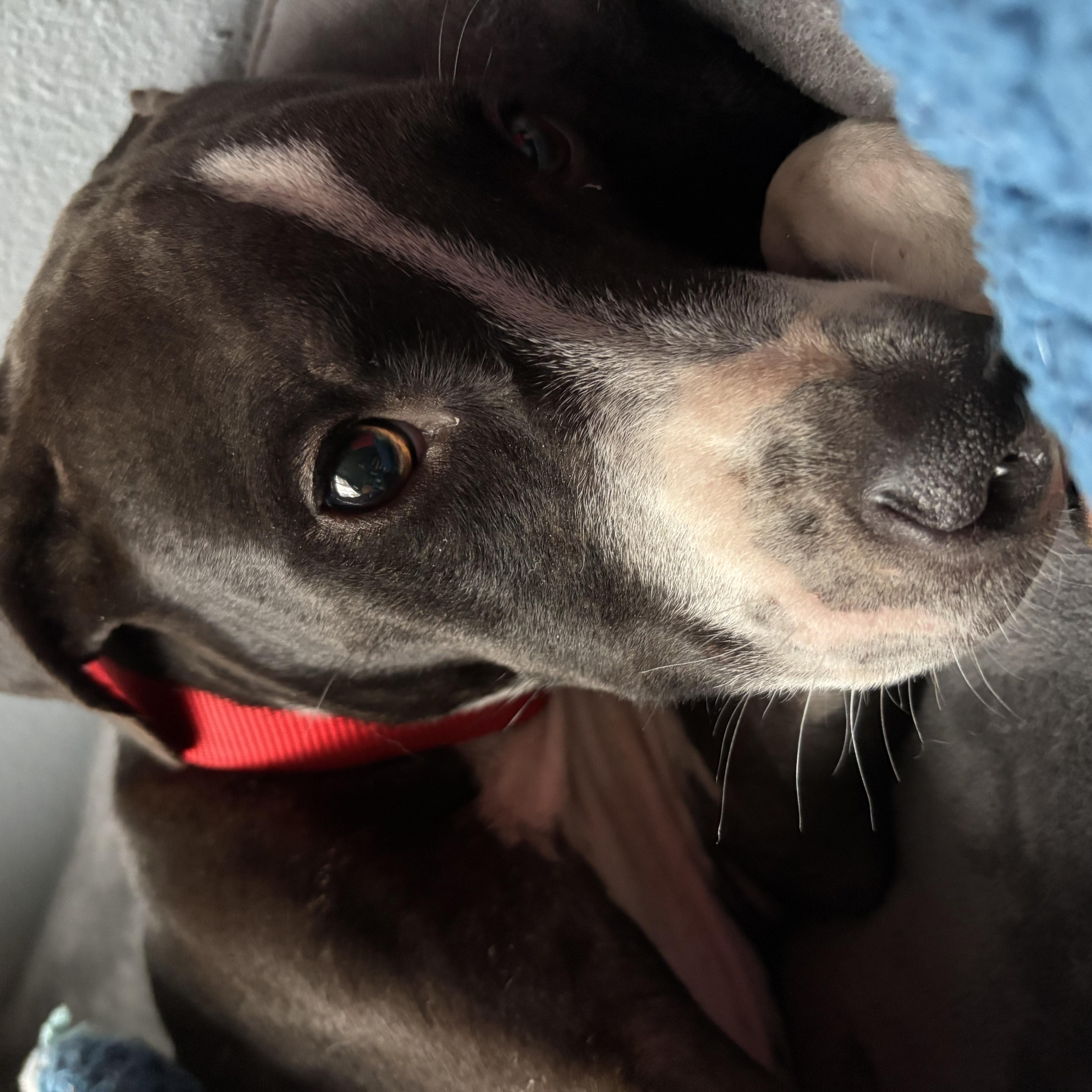 Enlarge Bob Barker, a Adoptable mixed breed in Georgetown, TX image 4/6