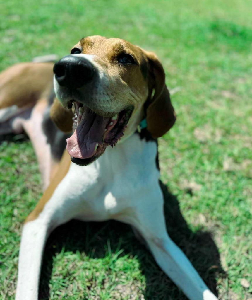Copper, Adoptable, Adult Male Treeing Walker Coonhound.
