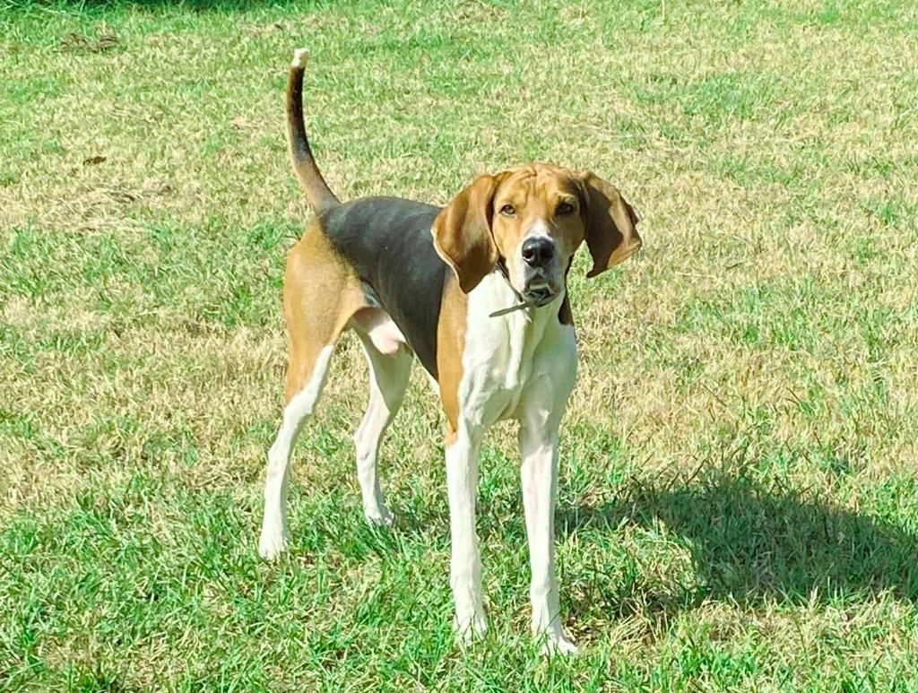 Copper, Adoptable, Adult Male Treeing Walker Coonhound.