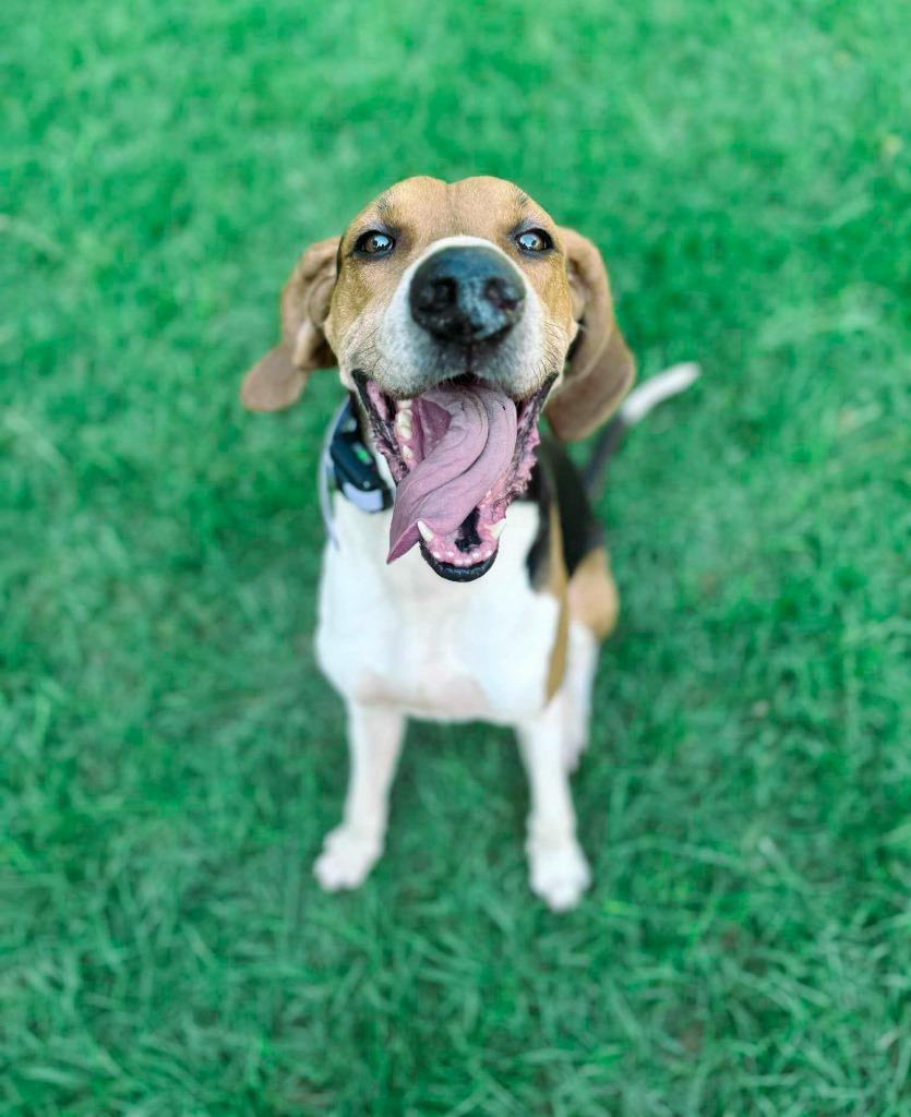Enlarge Copper, a Adoptable Treeing Walker Coonhound in Macon, GA image 2/6