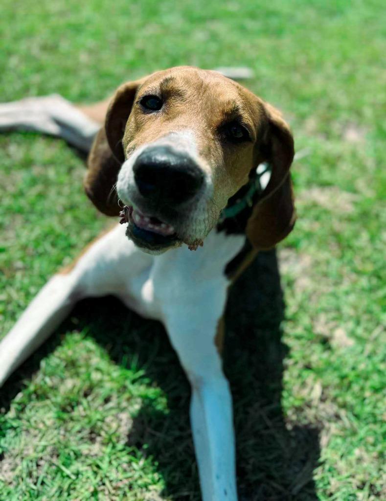 Enlarge Copper, a Adoptable Treeing Walker Coonhound in Macon, GA image 4/6