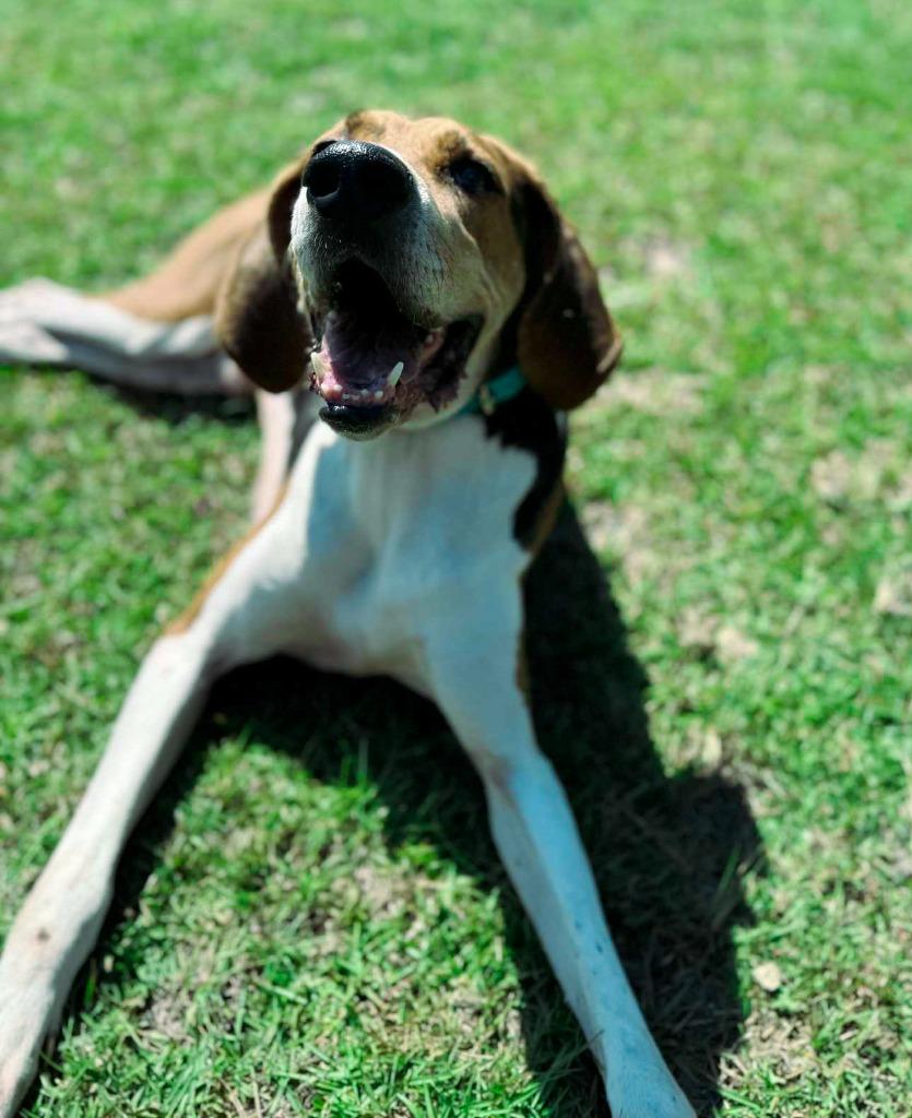 Enlarge Copper, a Adoptable Treeing Walker Coonhound in Macon, GA image 5/6