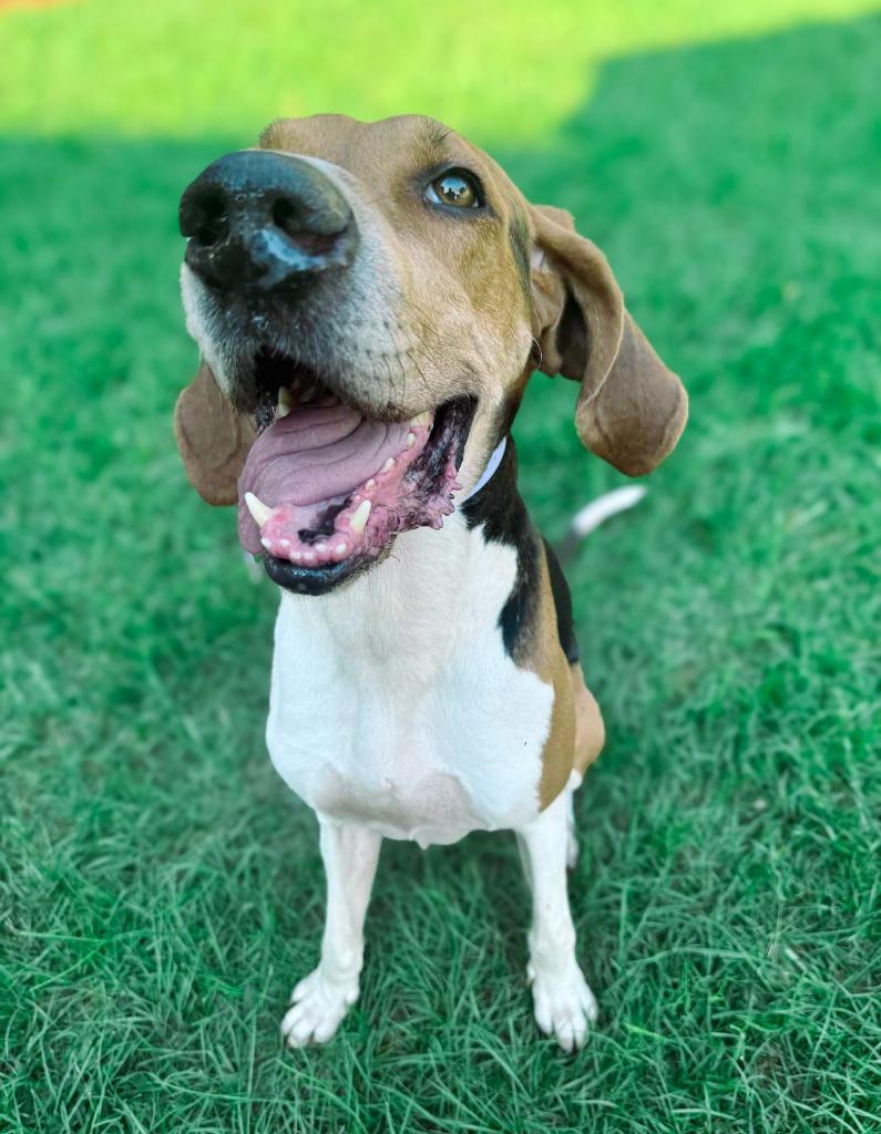 Enlarge Copper, a Adoptable Treeing Walker Coonhound in Macon, GA image 6/6
