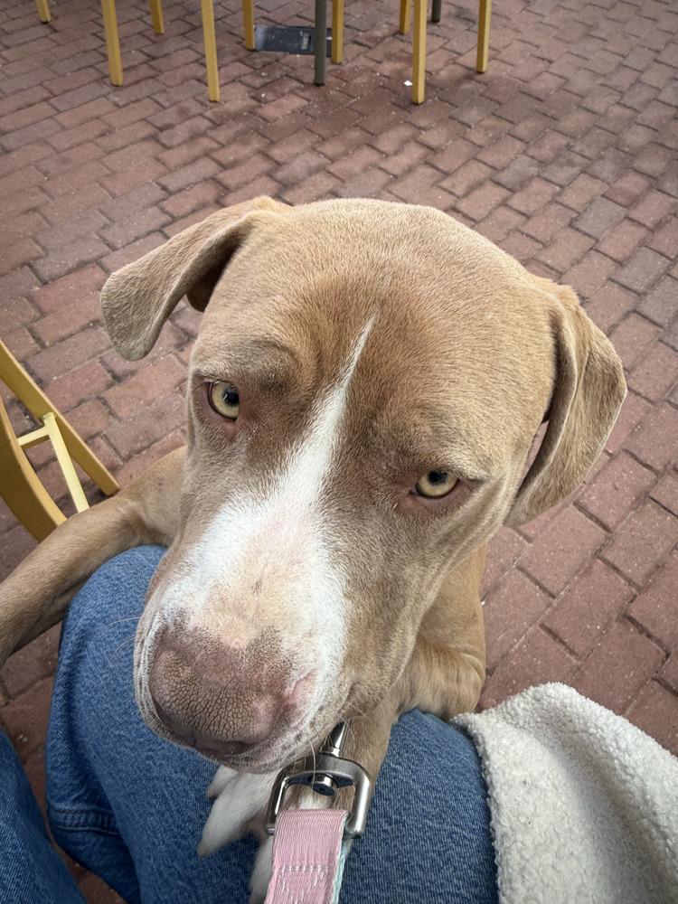 Amber, Adoptable, Adult Female Pit Bull Terrier.