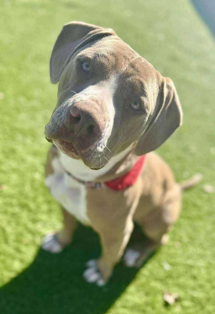 Enlarge Amber, a Adoptable mixed breed in Aurora, CO image 2/6