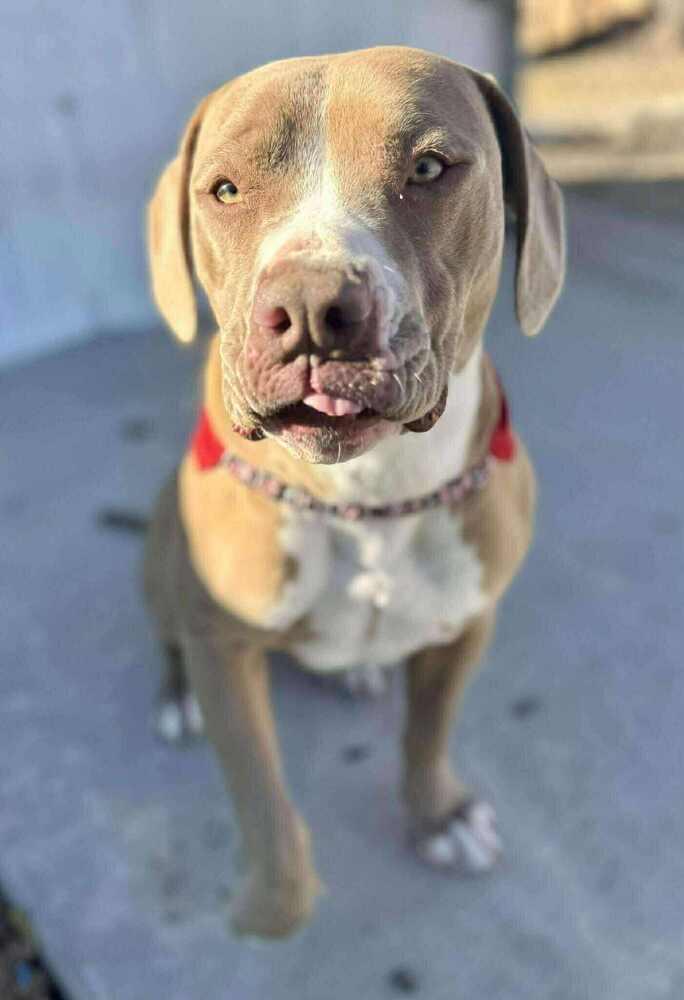 Enlarge Amber, a Adoptable mixed breed in Aurora, CO image 5/6