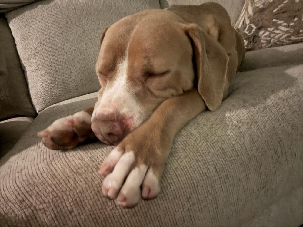 Enlarge Amber, a Adoptable mixed breed in Aurora, CO image 6/6