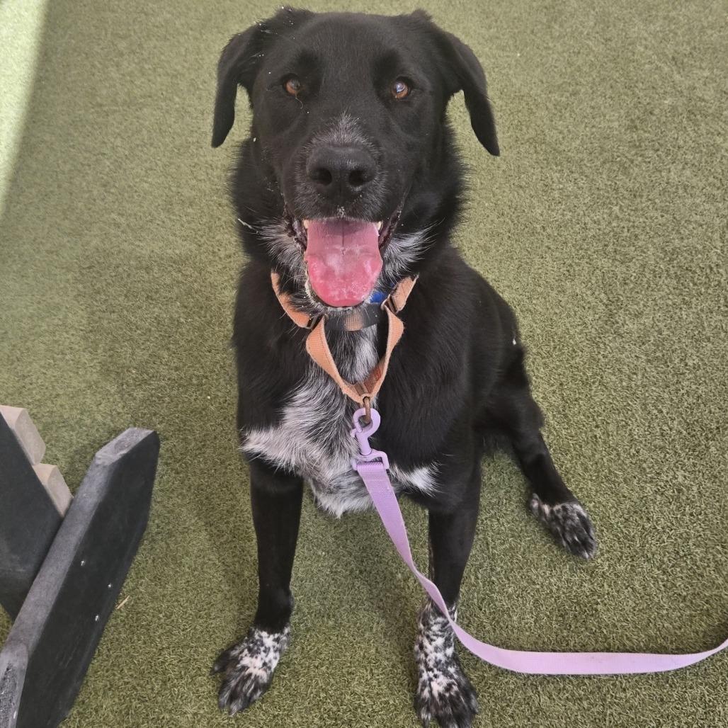 Shifu, Adoptable, Adult Male Black Labrador Retriever & Great Pyrenees.