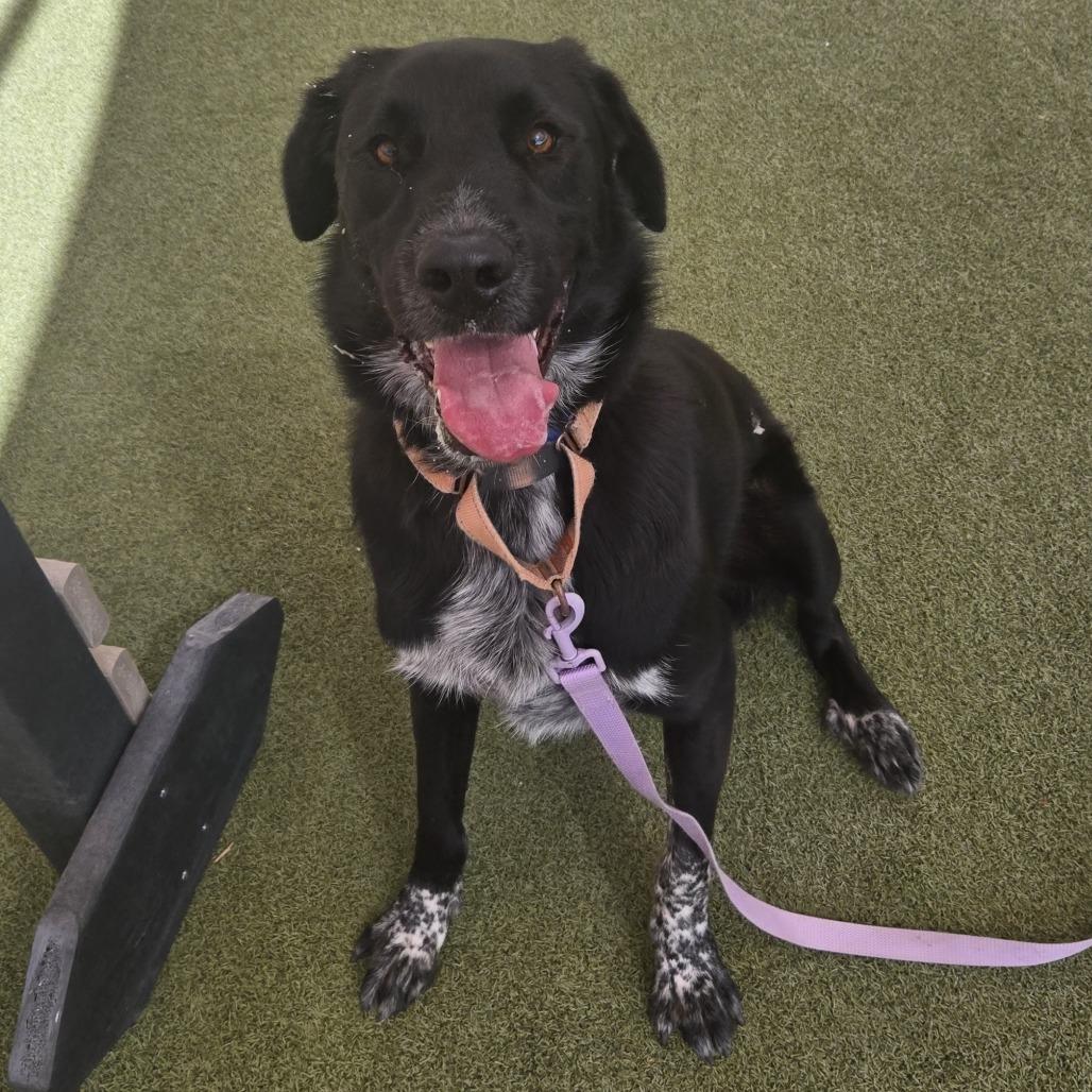 Enlarge Shifu, a Adoptable mixed breed in Albuquerque, NM image 2/6