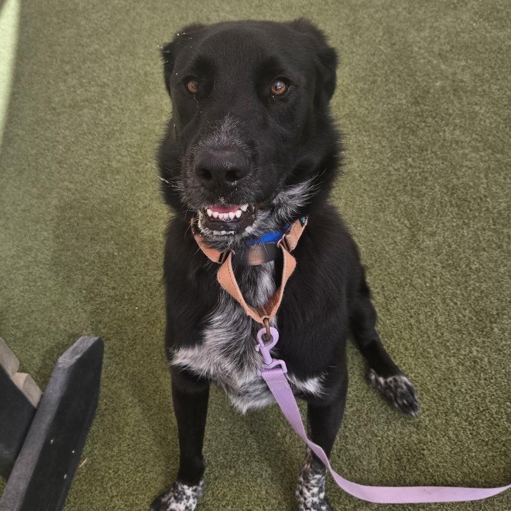 Enlarge Shifu, a Adoptable mixed breed in Albuquerque, NM image 3/6
