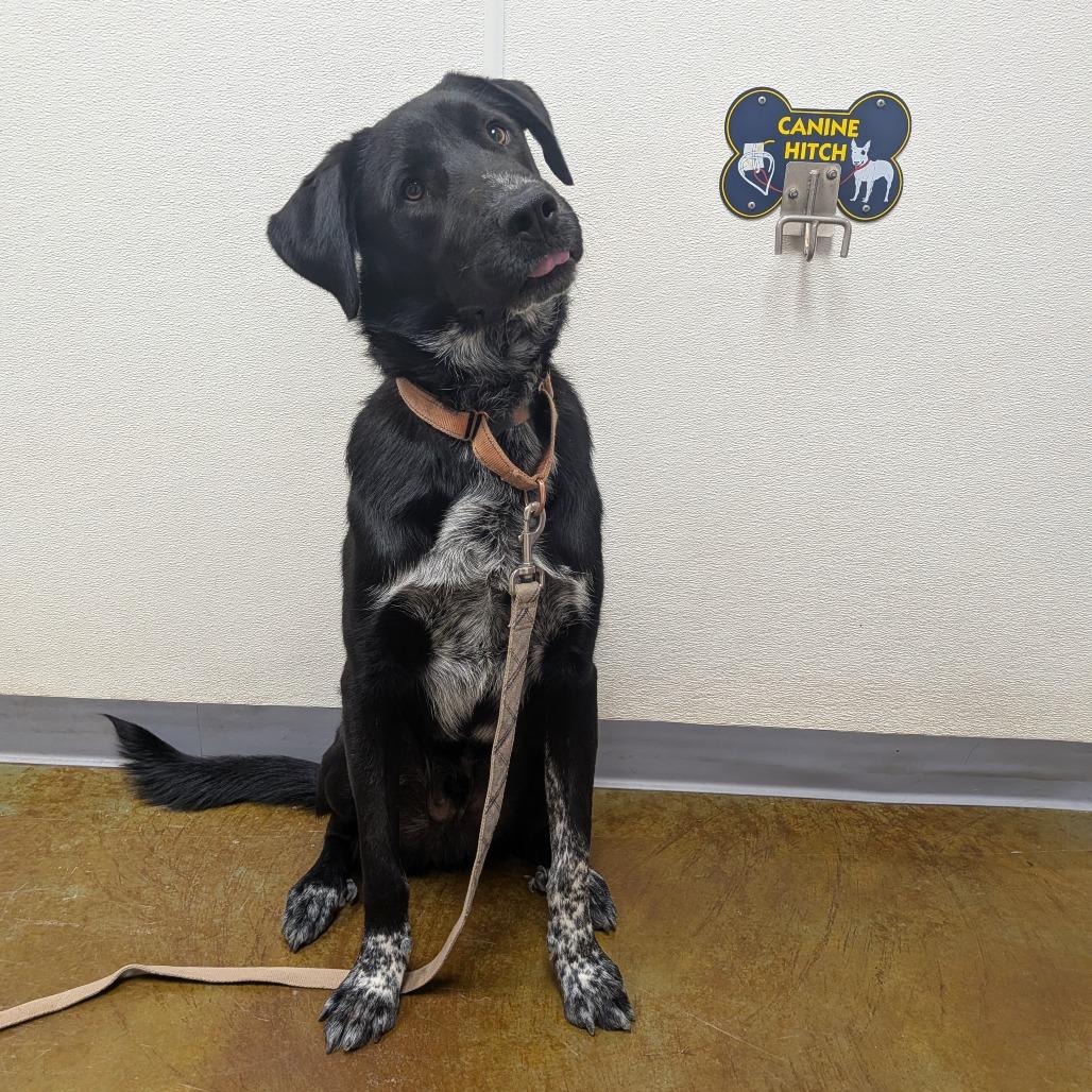 Enlarge Shifu, a Adoptable mixed breed in Albuquerque, NM image 4/6
