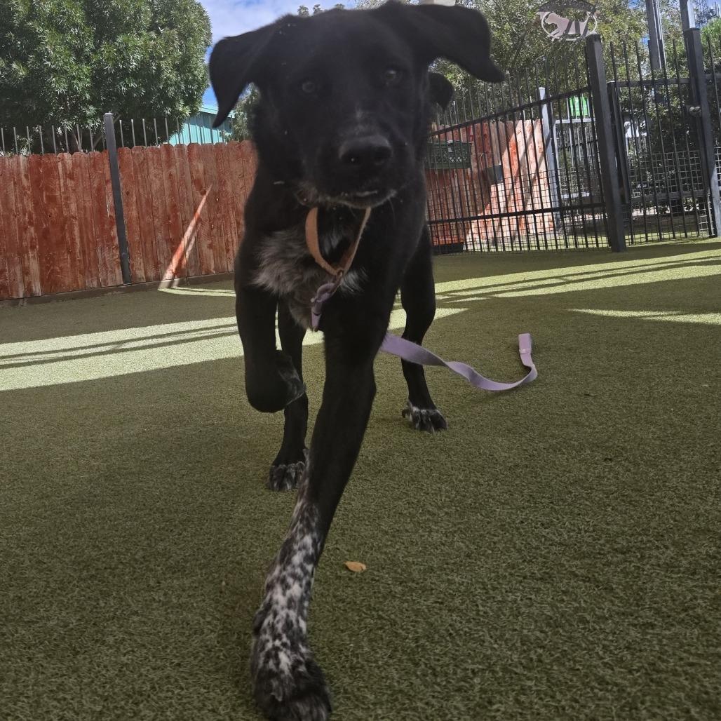 Enlarge Shifu, a Adoptable mixed breed in Albuquerque, NM image 5/6