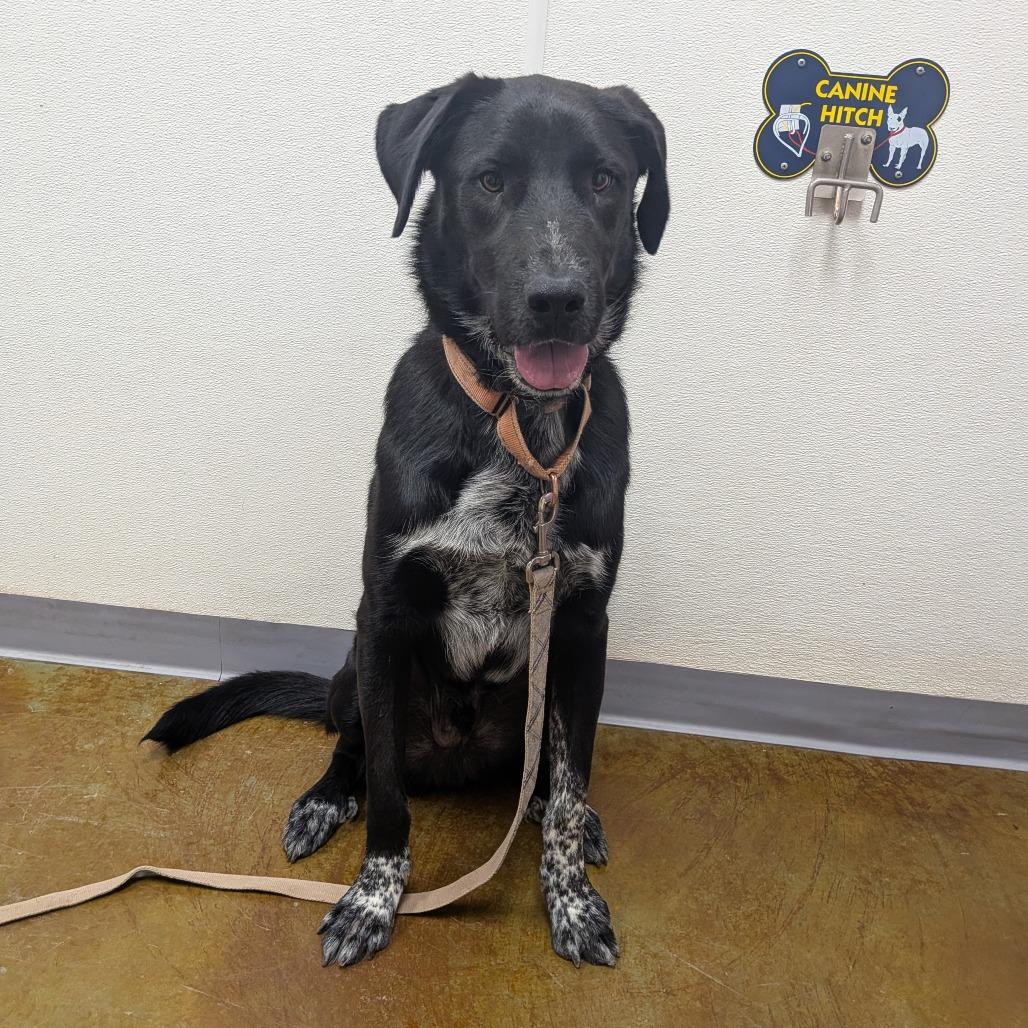 Enlarge Shifu, a Adoptable mixed breed in Albuquerque, NM image 6/6