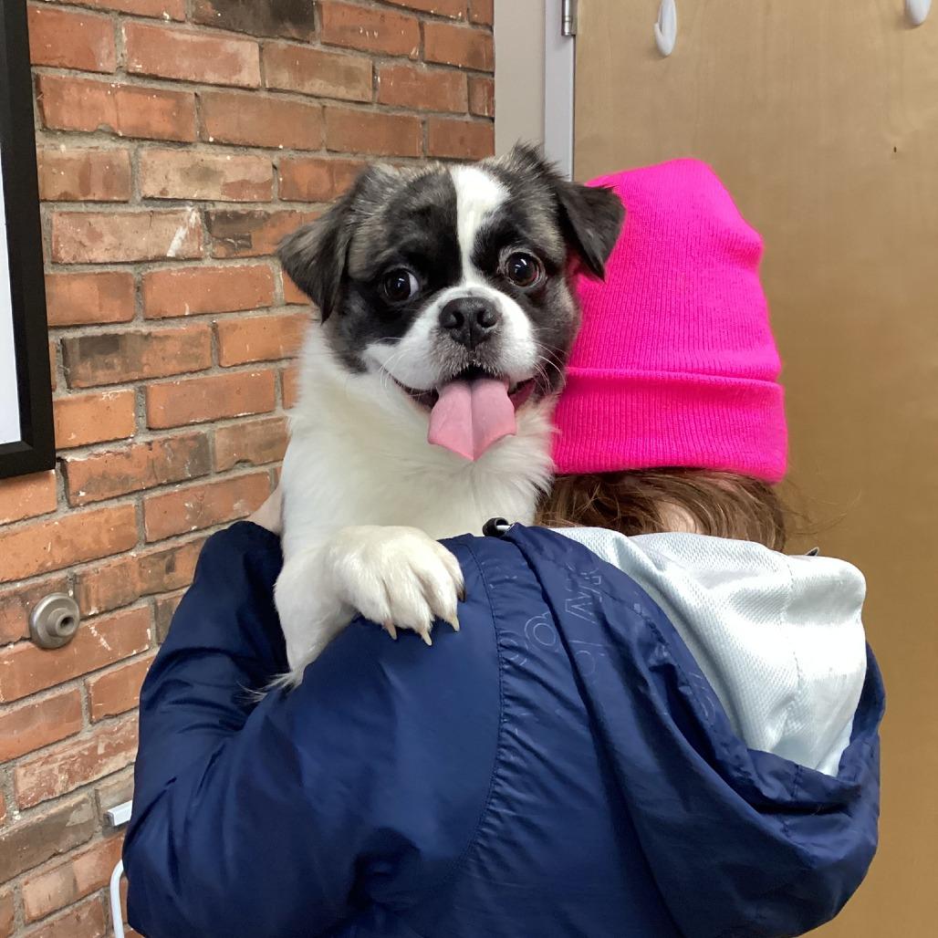Enlarge Toad, a Adoptable mixed breed in Pittsford, VT image 1/1