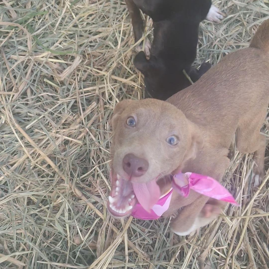 Enlarge Elsa, a ADOPTABLE mixed breed in Albion, NY image 4/4