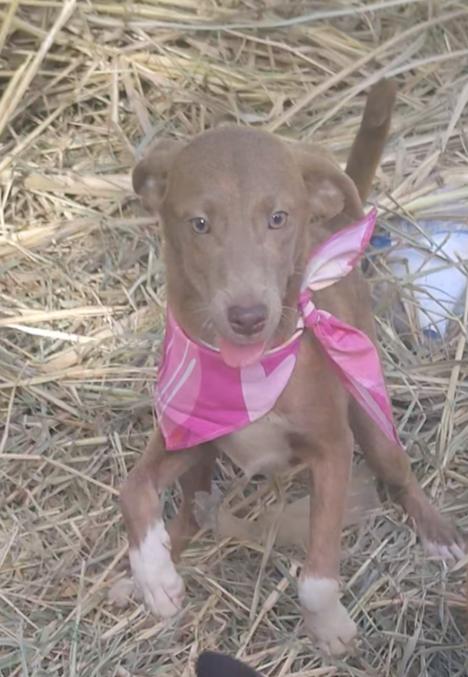 Elsa, ADOPTABLE, Young Female Spaniel.