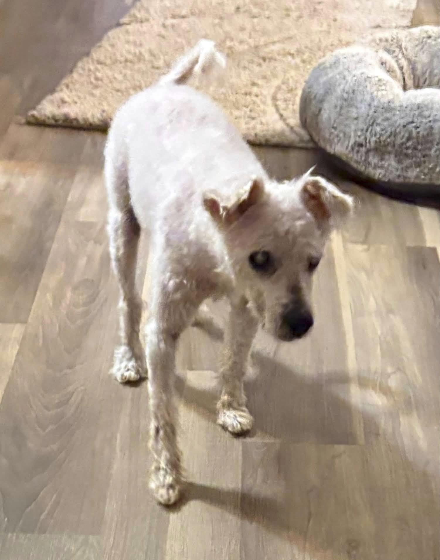 Atticus, a Adoptable Poodle in Bloomington, IL image 1/2
