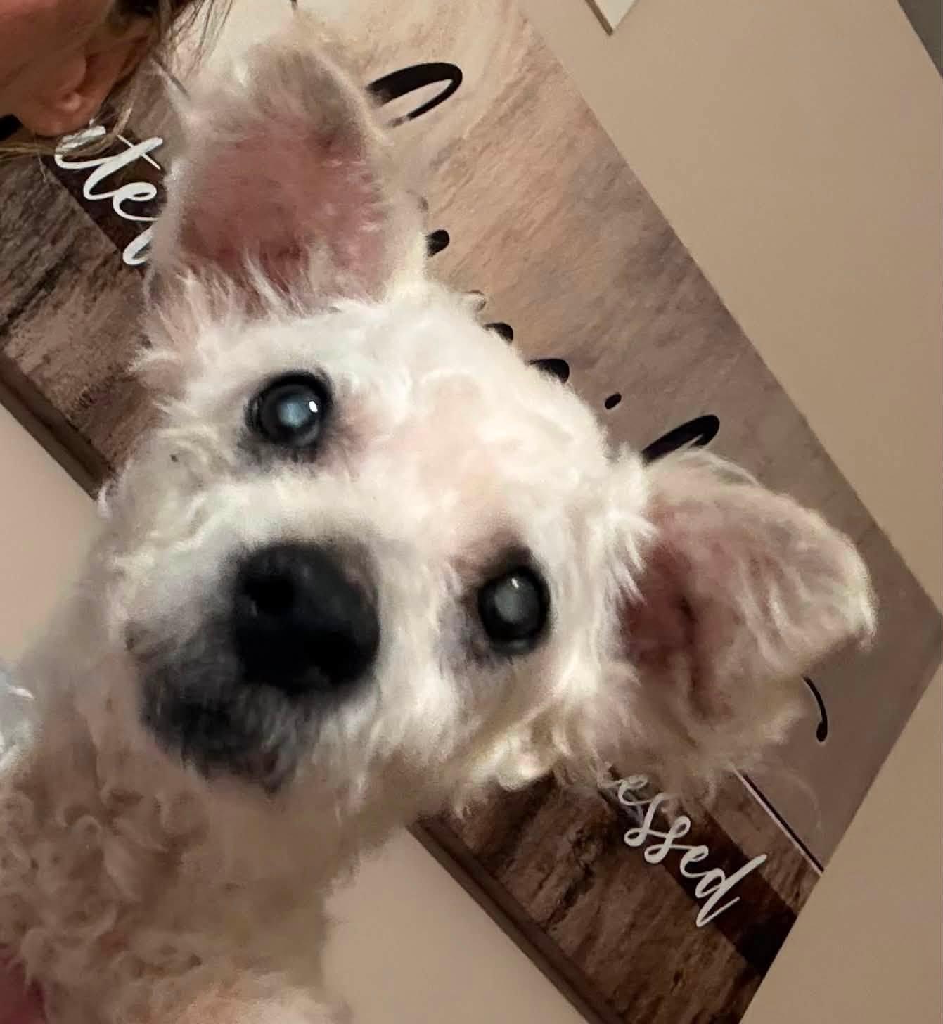 Atticus, a Adoptable Poodle in Bloomington, IL image 2/2