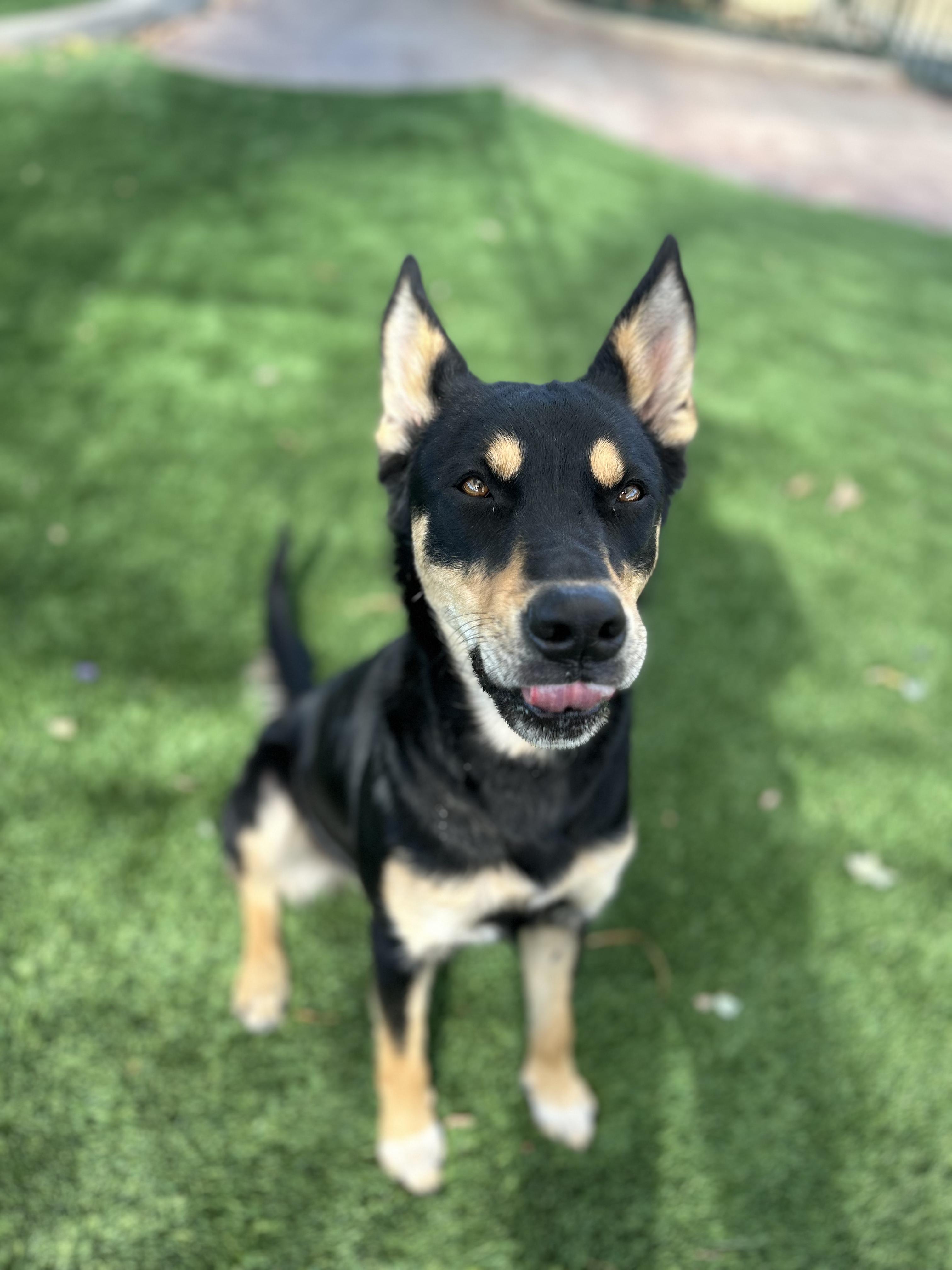 Mila, a Adoptable mixed breed in Brea, CA image 1/3