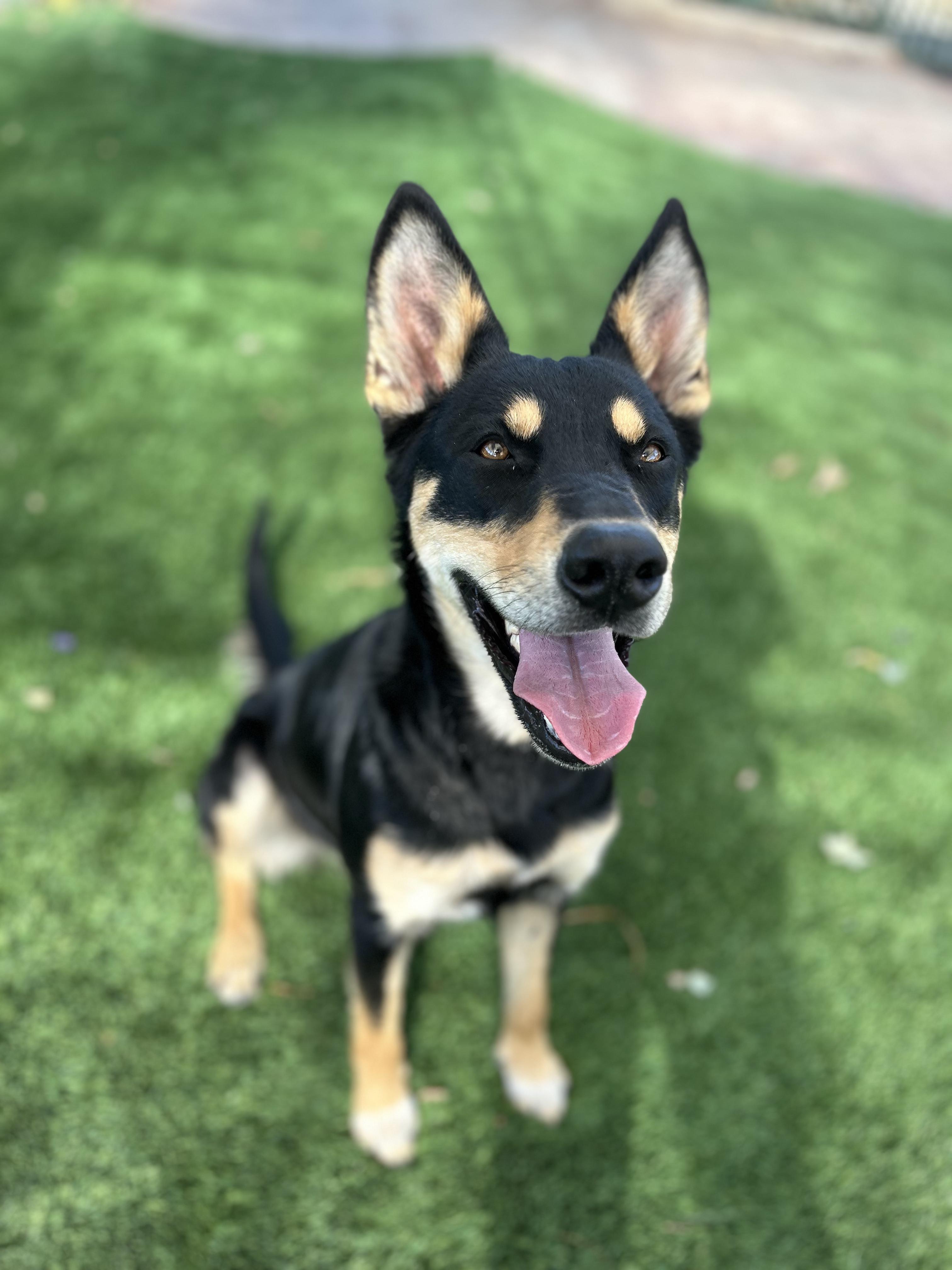 Mila, a Adoptable mixed breed in Brea, CA image 2/3