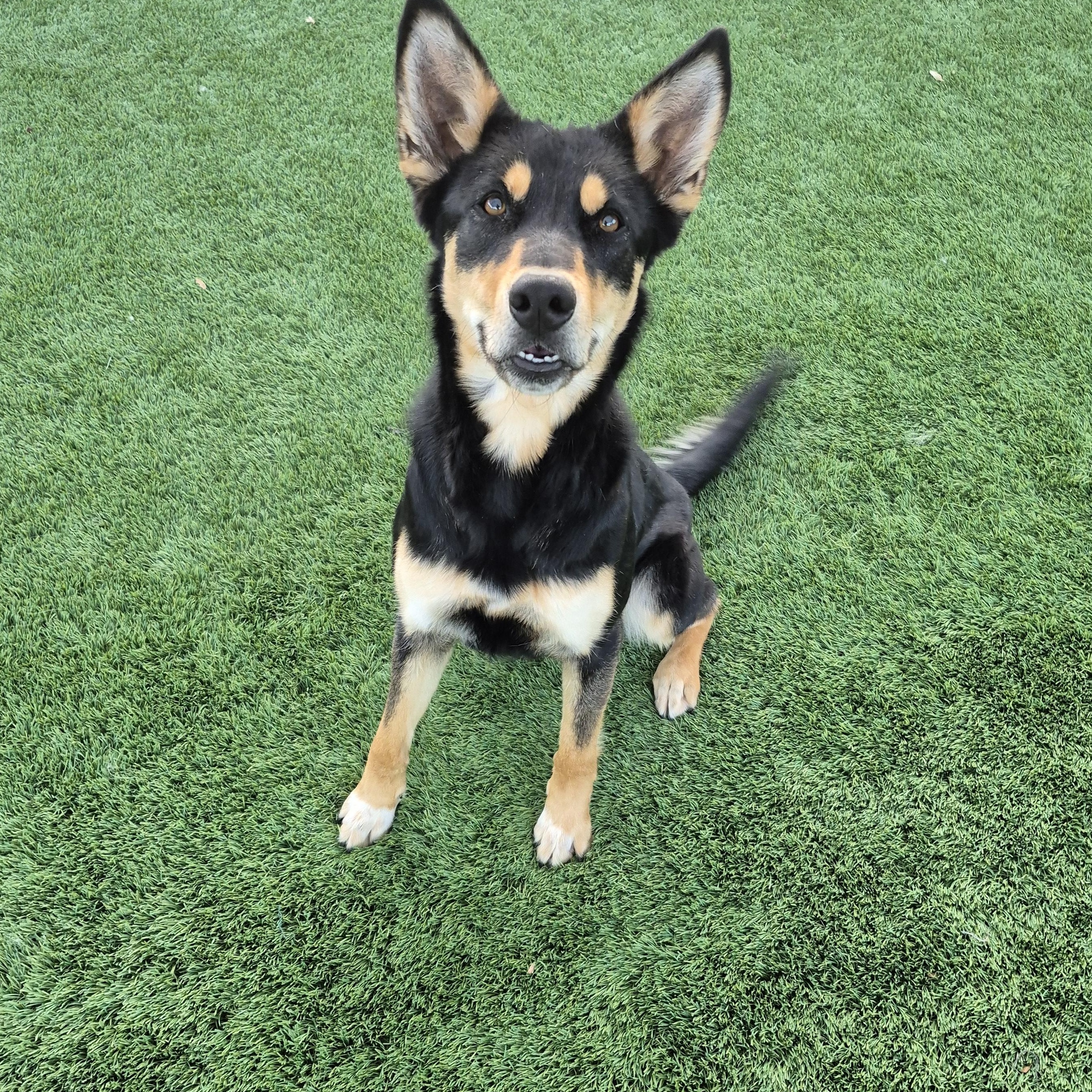 Enlarge Mila, a Adoptable mixed breed in Brea, CA image 5/6