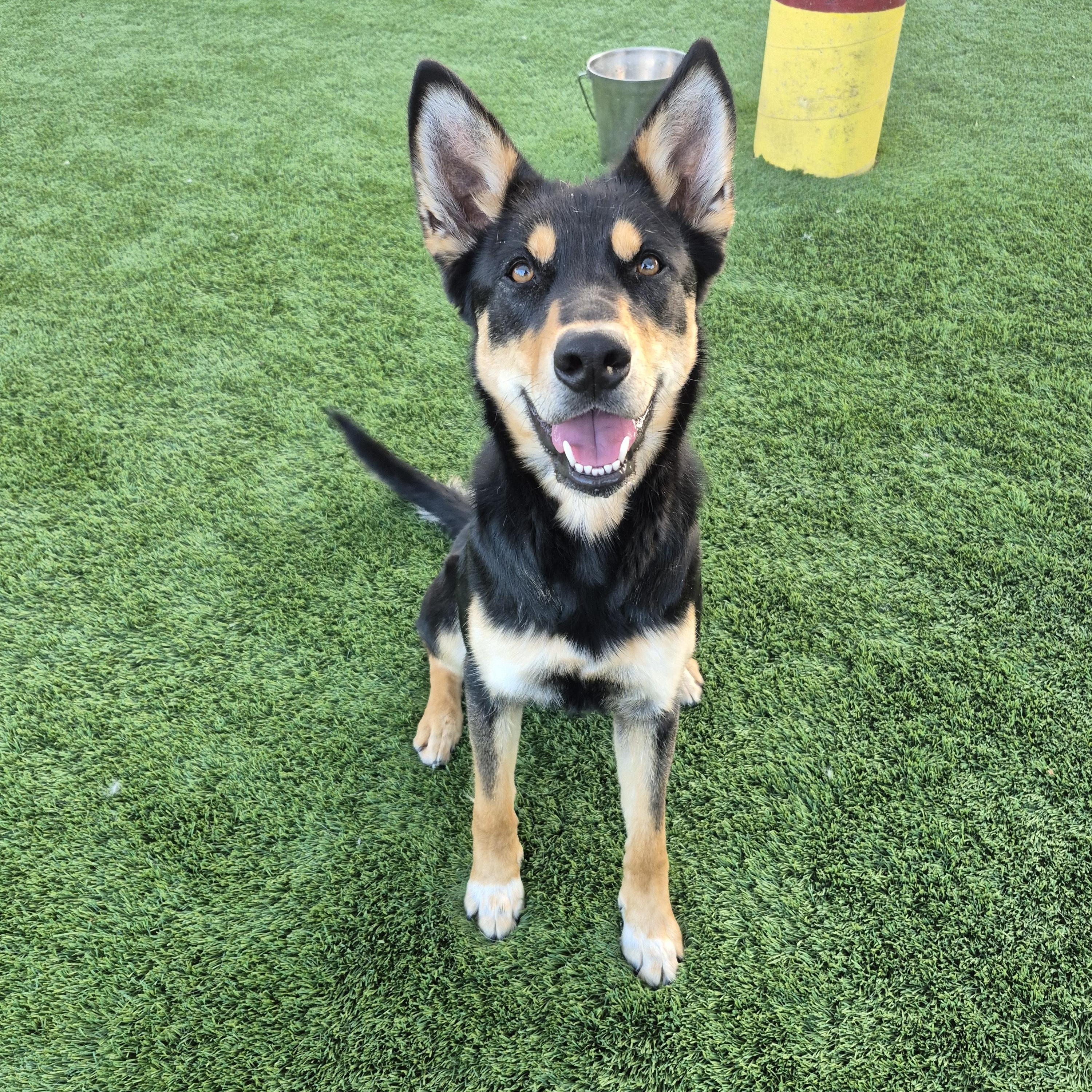 Enlarge Mila, a Adoptable mixed breed in Brea, CA image 1/6