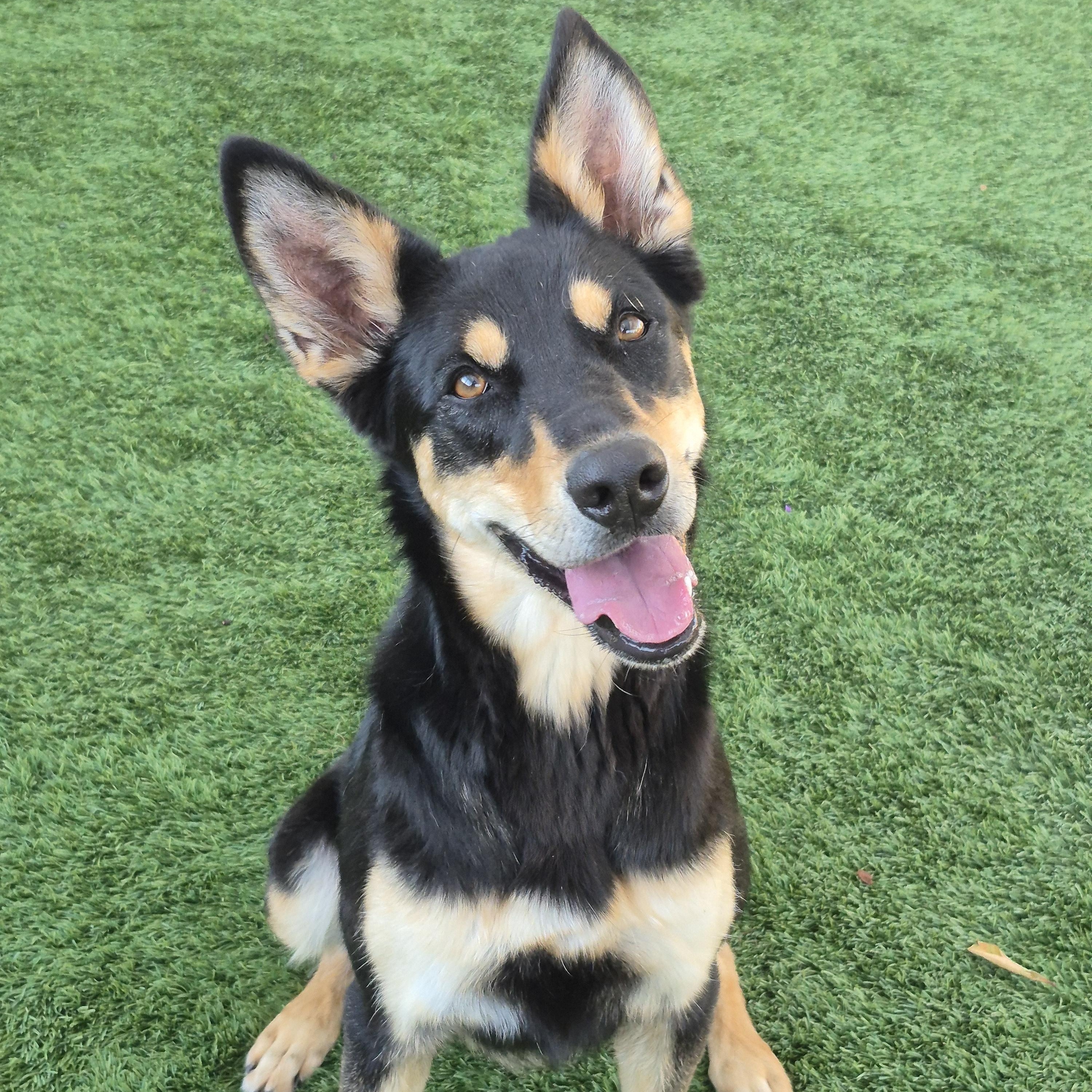 Enlarge Mila, a Adoptable mixed breed in Brea, CA image 6/6