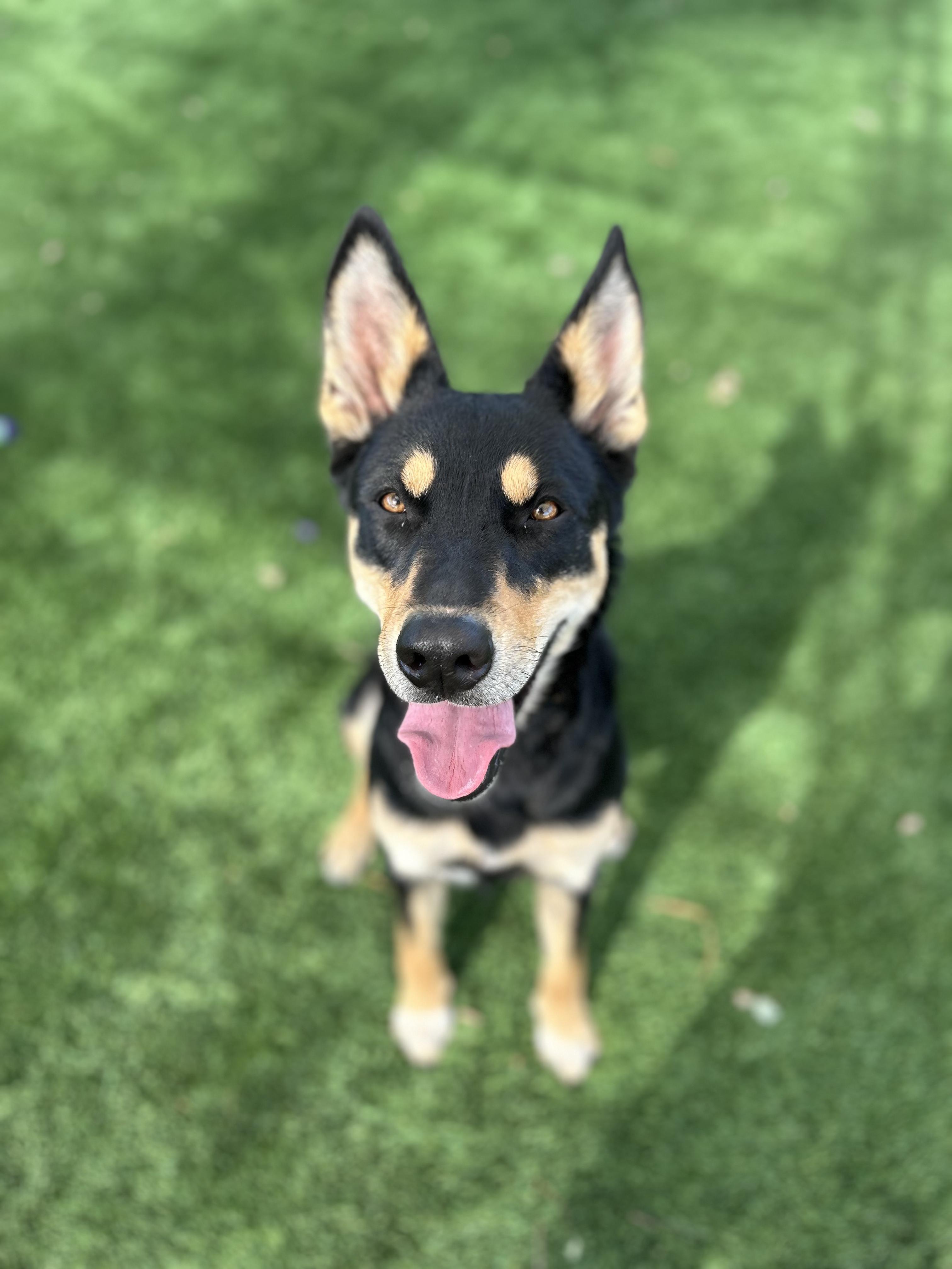 Mila, a Adoptable mixed breed in Brea, CA image 3/3