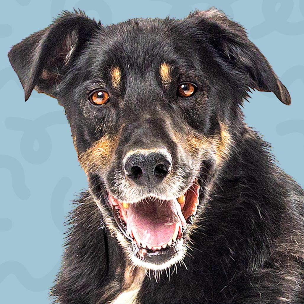 Enlarge Chief, a Adoptable mixed breed in Reno, NV image 1/5