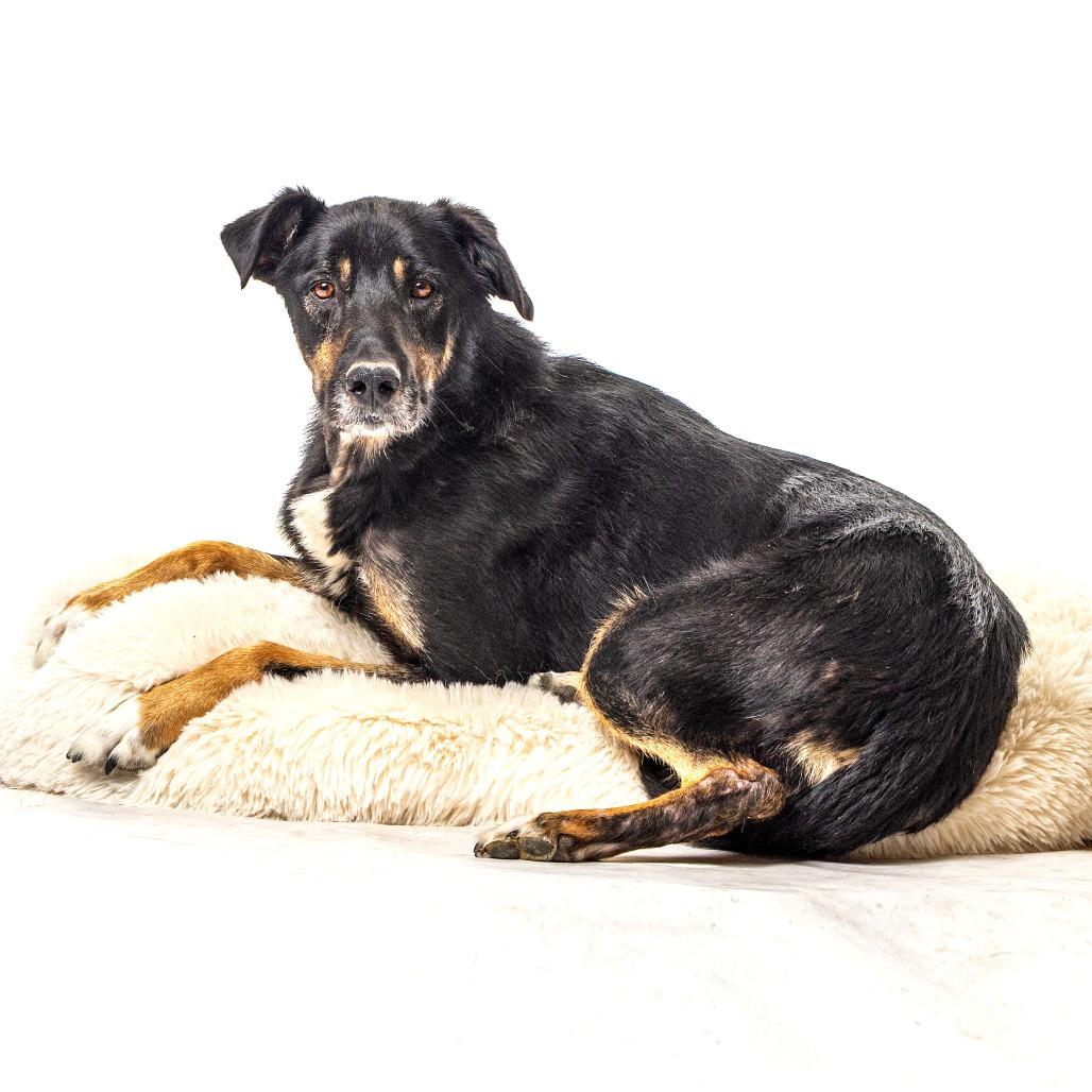 Enlarge Chief, a Adoptable mixed breed in Reno, NV image 2/5