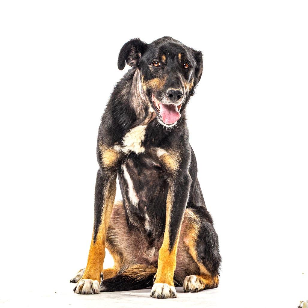 Enlarge Chief, a Adoptable mixed breed in Reno, NV image 3/5