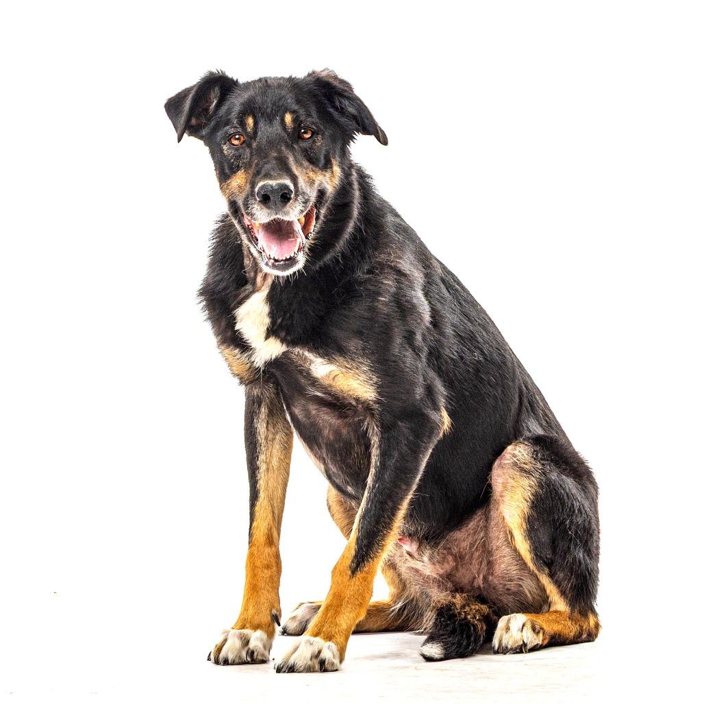 Enlarge Chief, a Adoptable mixed breed in Reno, NV image 4/5
