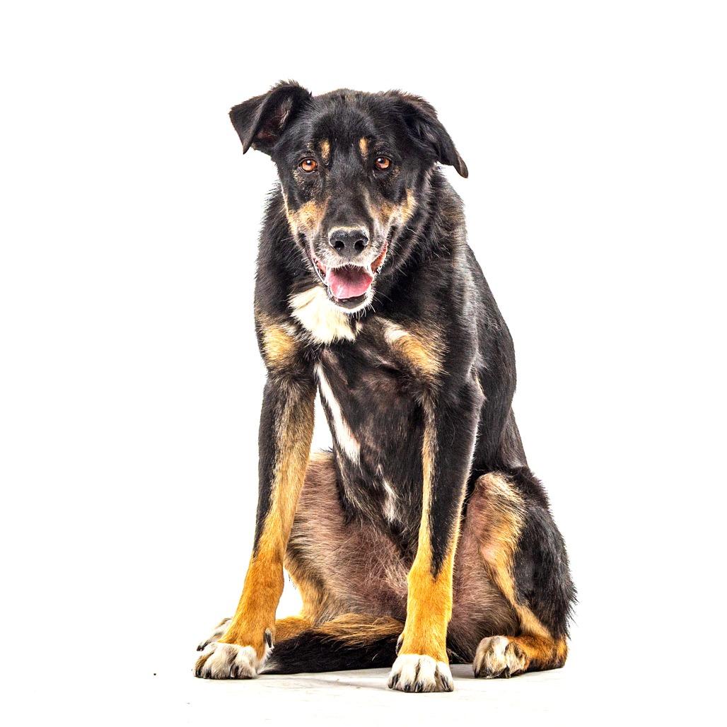 Enlarge Chief, a Adoptable mixed breed in Reno, NV image 5/5