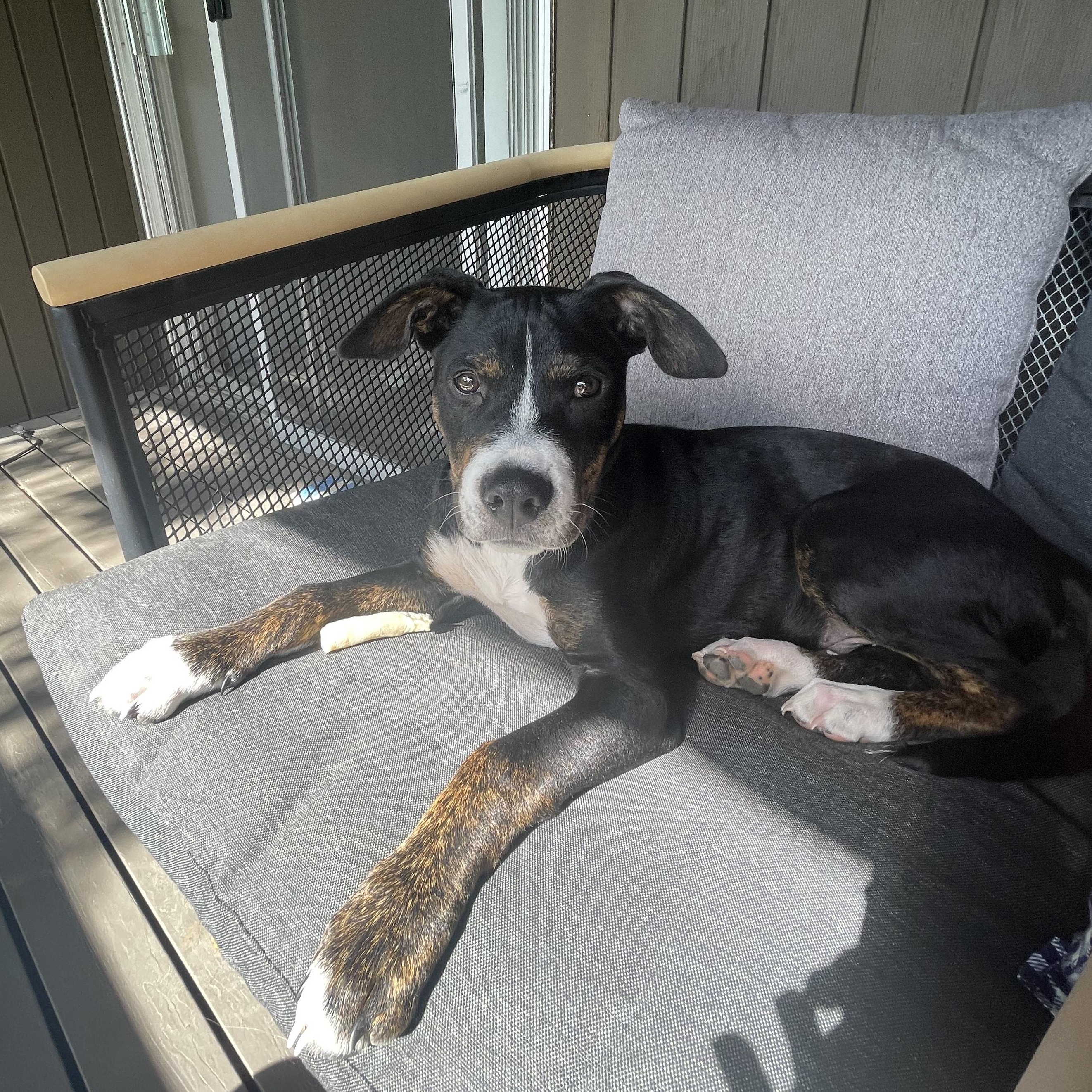 Archer, Adoptable, Puppy Male American Staffordshire Terrier.