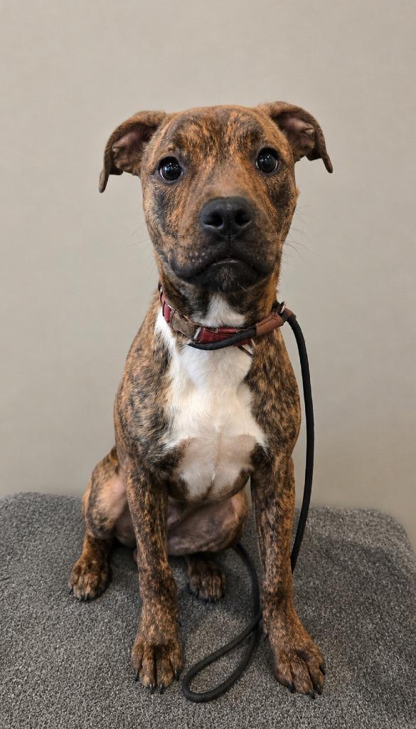 Novella Yrly 277, Adoptable, Puppy Female Pit Bull Terrier.