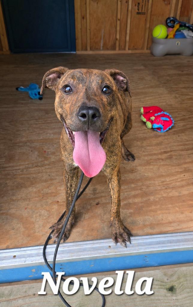 Novella Yrly 277, a Adoptable mixed breed in Sidney, OH image 2/5