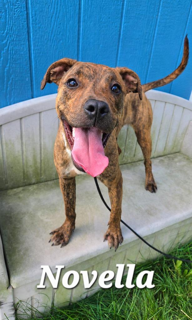Novella Yrly 277, a Adoptable mixed breed in Sidney, OH image 3/5