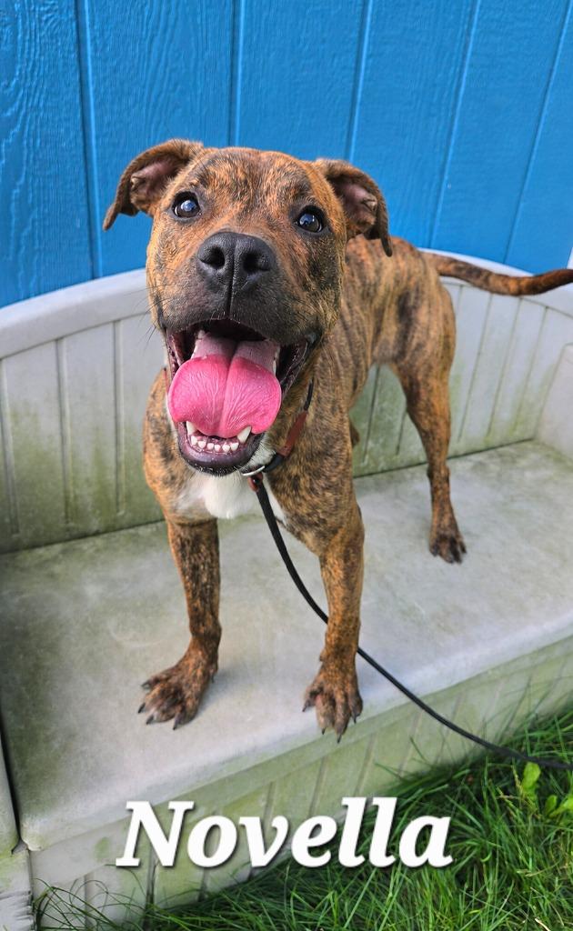 Novella Yrly 277, a Adoptable mixed breed in Sidney, OH image 4/5