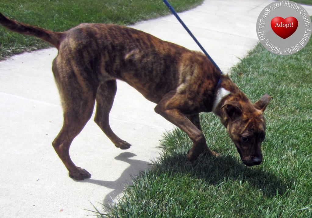 Novella Yrly 277, a Adoptable mixed breed in Sidney, OH image 5/5