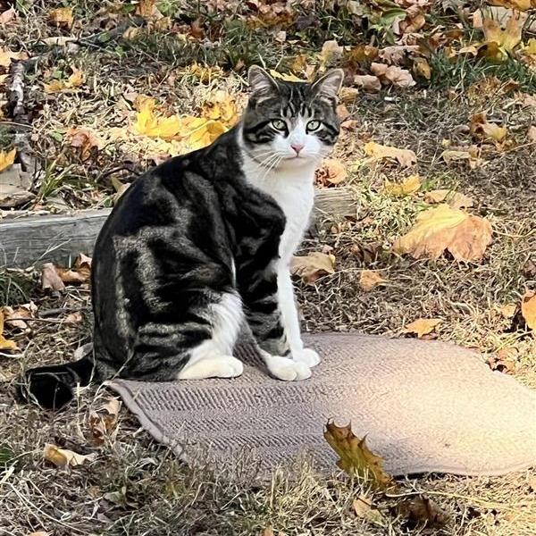 Meow, Adoptable, Young Male Domestic Short Hair.