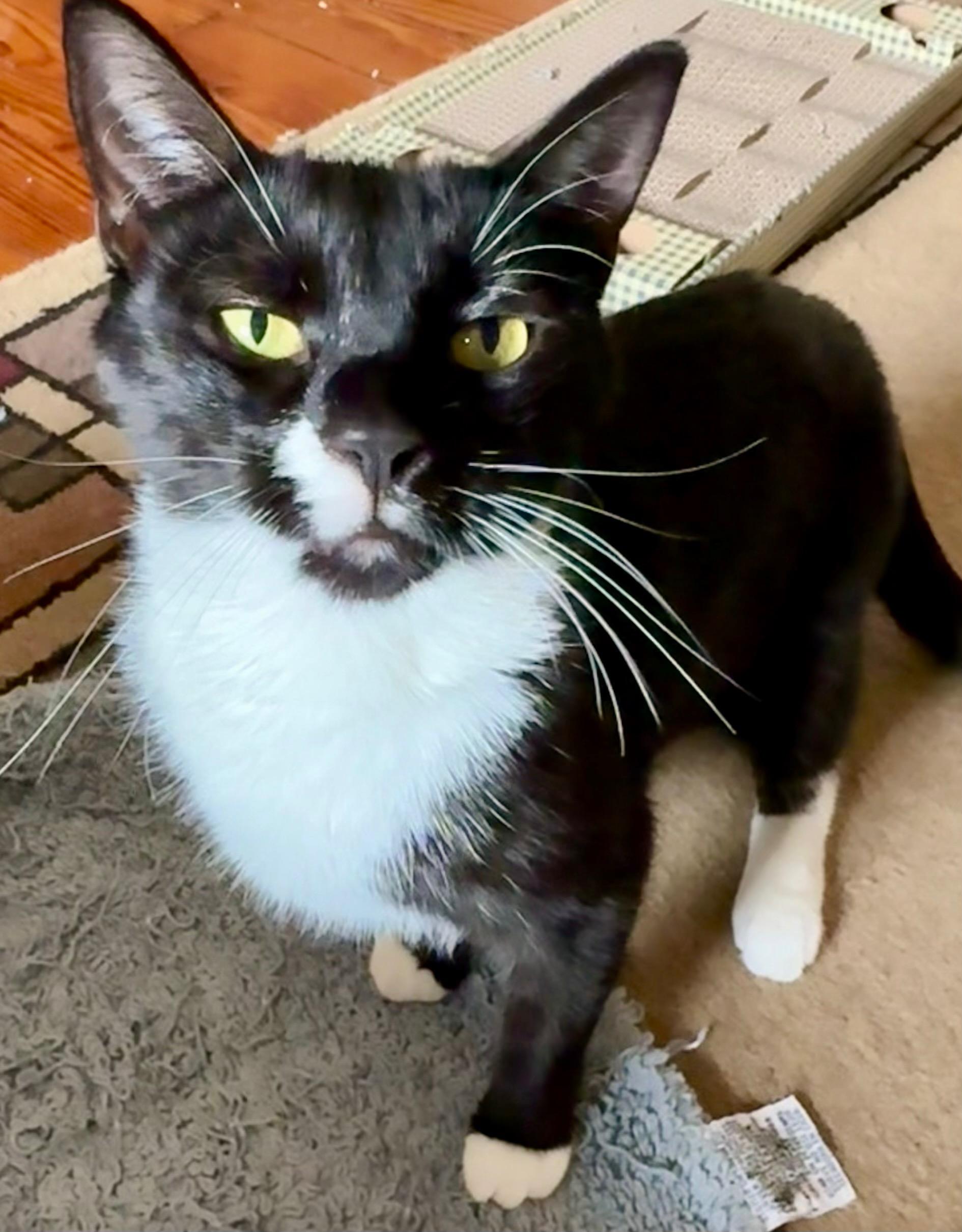 Shadow, a ADOPTABLE Domestic Short Hair in Lansdowne, PA image 4/4