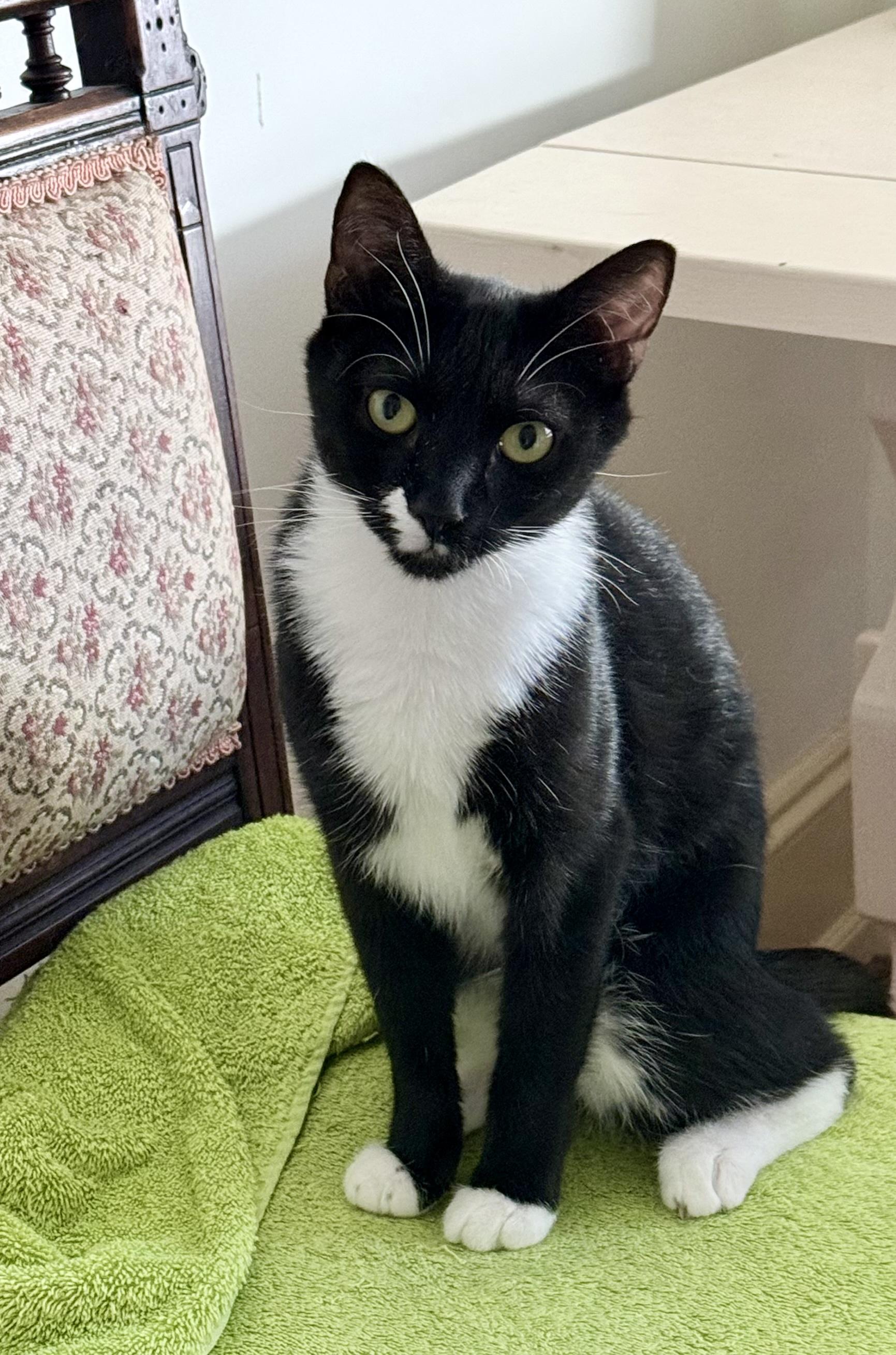 Shadow, a ADOPTABLE Domestic Short Hair in Lansdowne, PA image 3/4
