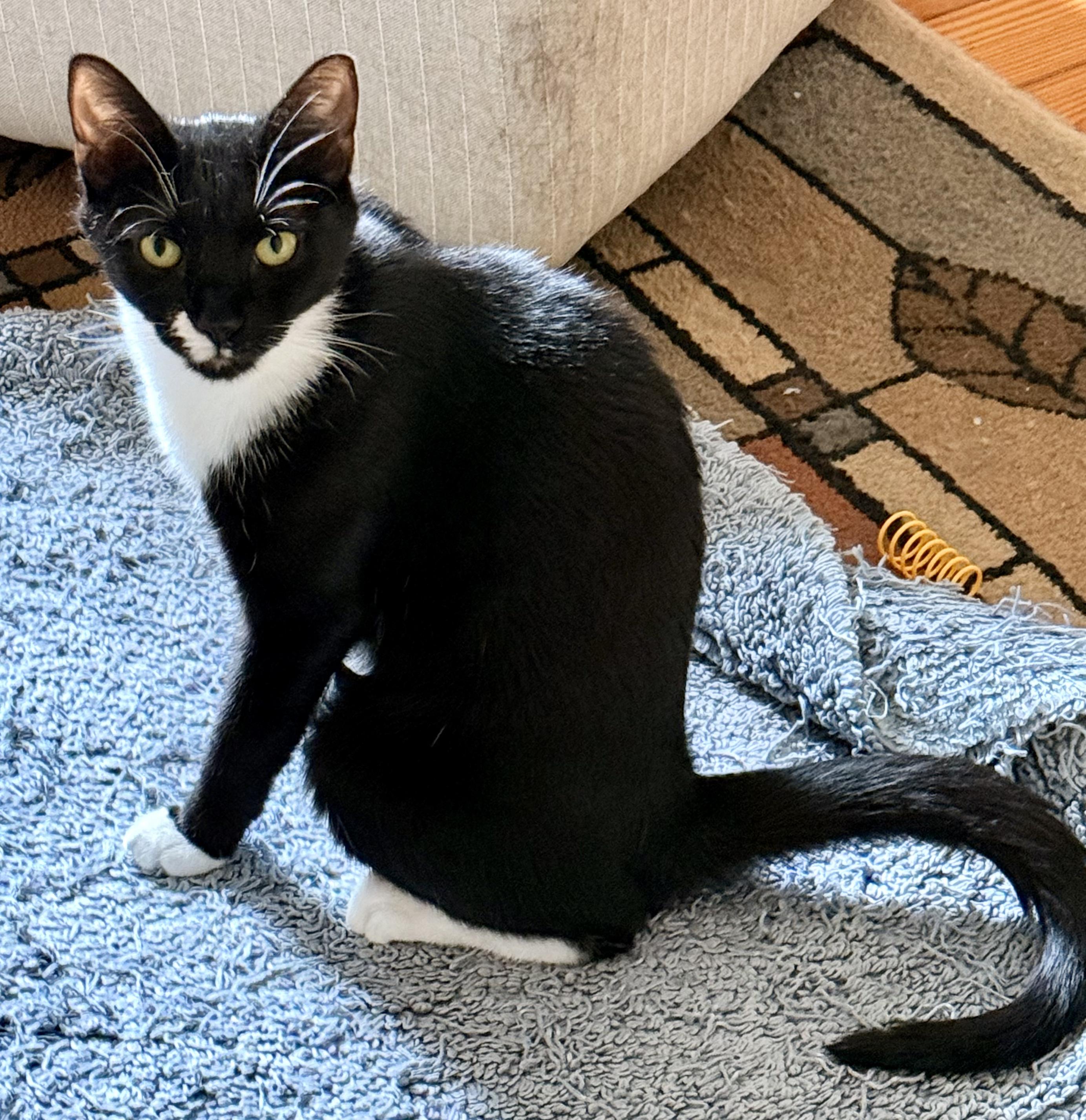 Shadow, a ADOPTABLE Domestic Short Hair in Lansdowne, PA image 1/4
