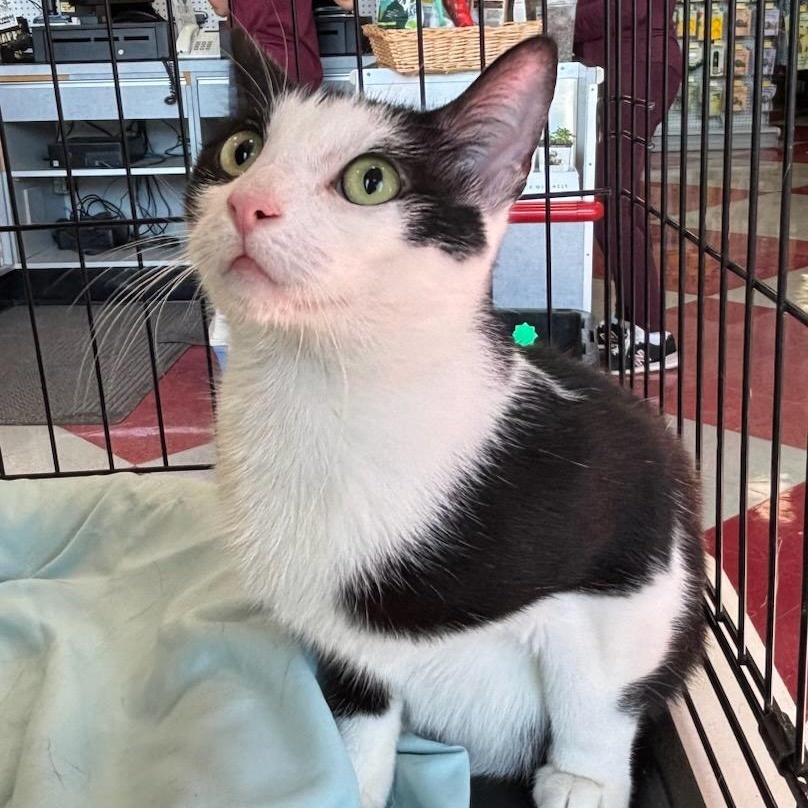 Enlarge Mandy, a Adoptable Domestic Short Hair in Stanhope, NJ image 3/3