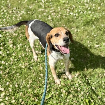 Enlarge Charlie, a ADOPTABLE mixed breed in Dubuque, IA image 2/3